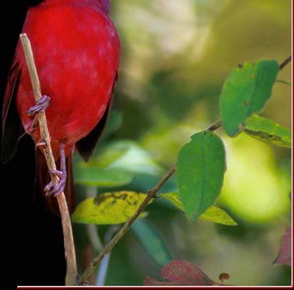 Cardinal