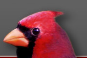 Cardinal